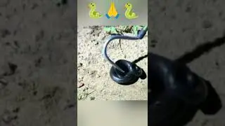 Clelia Snake Video 🙏🙏🐍🐍😂😂#youtube#viral#1m#4k#snake#amazing#clelia#lmkoley