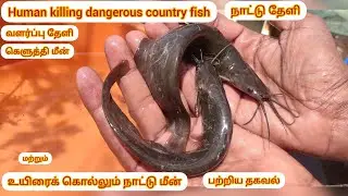 உயிரை கொல்லும் நாட்டு தேளிமீன் மற்றும் நாட்டு கெளுத்தி மீன்கள் பற்றிய தகவல்கள்