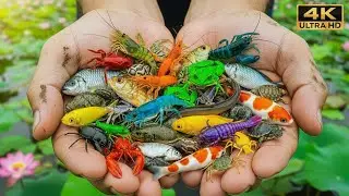 Catch and Release Nature Mission Frogs, Betta Fish & Aquatic Wildlife Rescue