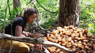 Survival cooking in forest- Found worm in Fragile trees for food - Worm fried Spicy tasty for lunch