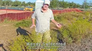 Woody Goldenrod & Blue Curls: A Stunning Natural Pairing You'll Want to See!