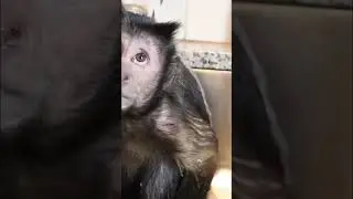 Monkey takes hot relaxing bath #monkey #relaxing #smart #cute #shorts