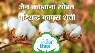 Cotton Crop on Jain Drip Irrigation