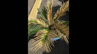 Why is My Sago Palm Turning Yellow - How to Treat By Removing It?
