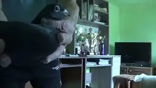 Super gołębie rozpłodowe . Andrzej Prykopski tel. 692608898