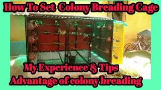 Colony breading setup good results detail video பட்ஜிஸ் காலனி பிரீடிங் செய்வது எப்படி video tamil