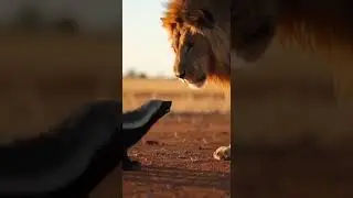 Giant Honey Badger vs Male Lion 🦁💥 Epic Battle Unleashed #lion #wildlife #nature