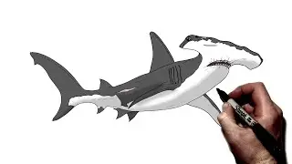 How to Draw A Hammerhead Shark | Step By Step