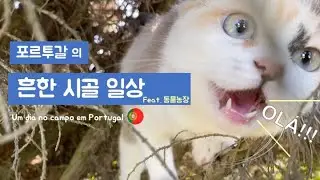 🇵🇹포르투갈 시골 라이프 (혹은 동물농장🐔)