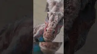 🏊&zwj;♂️💦 Dex Dares Baby Centaurus Dino! Swimming with Danger! 🦖🌊 #jurassicworld @DinoKids