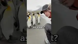 Can You Have a Penguin as a Pet? 😳
