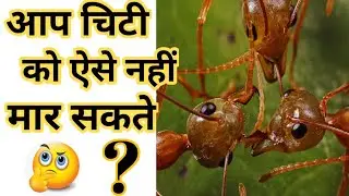Fact About Ants || Amazing Fact about Ant || Ant's Fact