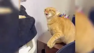 Epic Cat Fight Caught on Camera! 😂🐱