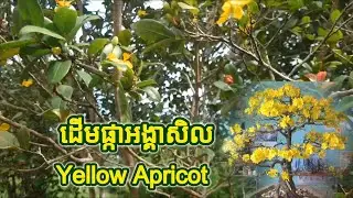 ដើម​ផ្កា​អង្គាសីល ឬ​ ដើម​ផ្កា​អង្គាលឿង​ Yellow Apricot