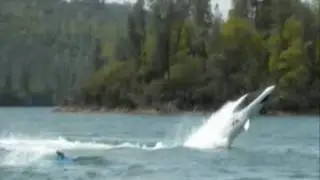 novo invento jetshark .wmv