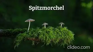 Spitzmorchel