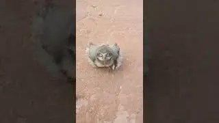 Filhote de coruja no seu h&aacute;bitat,lindo demais