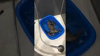 О любви норок к воде 🤩 / About the mink's love for water. #mink #pets #reels #ferret #норка