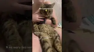 Мой лучший друг это котикс