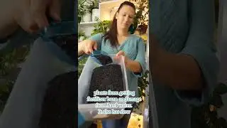 Древесный уголь для комнатных растений! 🤩 #шорты