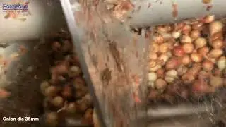 DEMO ONION PEELING WITH FORSFOOD&acute;S AURORA BOREALIS KNIFE PEELER 2024