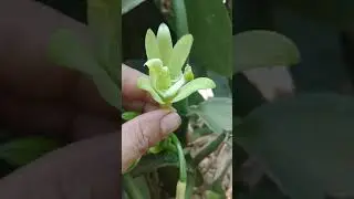 Pollinated vanilla flower