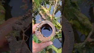 Bamboo Fish trap method 3 #shorts