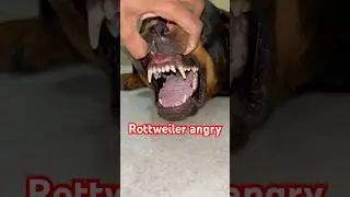 বসকো দাঁত দেখাচ্ছে #dog#pets#viral#rottweiler#bengali#viralvideo#bangla#animals#dogs#shorts#shorts