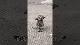 Добби на свободе