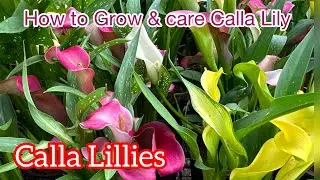How to Care for CALLA  Lillies | Easy to Grow winter Flowering plant 🌿🌷