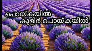 ❤️❤️🌹🙏🙏🙏🌹❤️❤️
