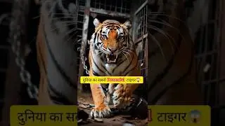 Most powerful tiger of Asia🌏 Hulk tiger🐯😱 #shorts #ytshorts @Facto_sanuu @FactoTrue #animals