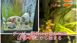 グッピー飼育はこのチャンネルでマスターしよう。【前編】