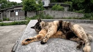 男木島　漁具をベッド代わりに寝ていたサビ猫が、打ち上げられたアザラシみたいにゴロンと寝転がりながらモフりマッサージを催促する