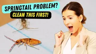 How to Get Rid of Springtails in Your Home FAST &ndash; Proven Methods 🐜