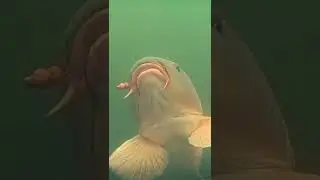 Karpfenbiss Live , Unglaublich 🐟🎣 #short