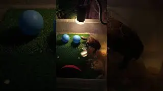 Two UFOs landed on Turtix's basking spot, making the entire water tank uninhabitable!🐢👽