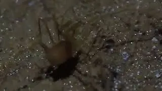 New Cave Species Discovered in Alpine Cave | Troglobitic Synthetonychidae from New Zealand