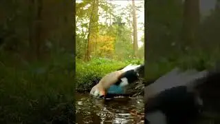 Bird animal ornithology.(Ultimate Bird Animal Facts - Ornithology 101 for Animal Lovers!)