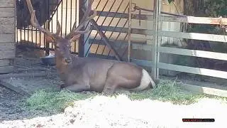 Ростов-на Дону. Зоопарк. Rostov-na-Donu. Zoo