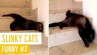 Funny Cat Videos #7 - Slinky Cats - Meow Paw