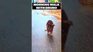 DAILY ROUTINE OF MY DOG 🐶 | Morning Walk With Bruno | 2 months Gsd  puppy | @Fun_with_bruno #shorts