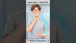 Why Neck Injury Causes Hand Pain 🤔| Brachial Plexus Nerves (C5&ndash;T1) | #neckpain #brachialplexusinjury