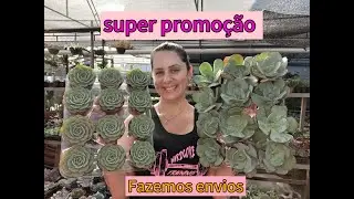 Live Tube somos de Joinville SC. ÁLBUM NOVO, Válido ate 01/03/25 ou enquanto durarem estoque.