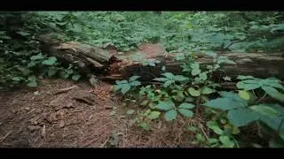 Hiking at the Codorus State Park