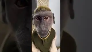 MAJMUN 🐒 🙈 🙊