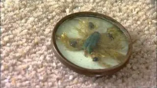 Jeremy Nicholas & the Button Collector