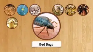 Pest Control Inner West | Call 0417 251 911