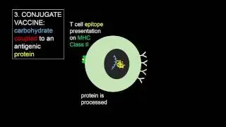 T-independent and T-dependent activation of B cells