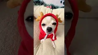 I know you like it too🐾🤫#chihuahua #funnydogs #dogshorts